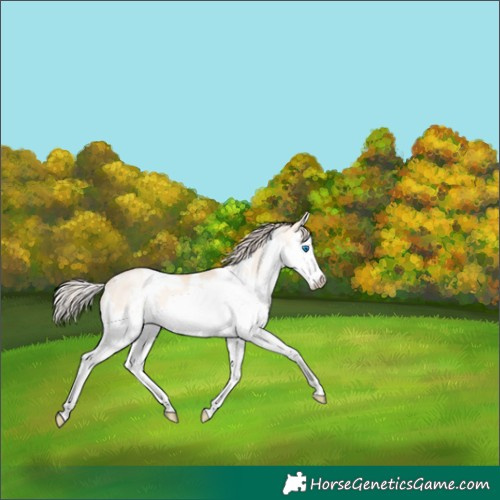Horse Color:White Spotted Gold Champagne Pearl Dun Splash 