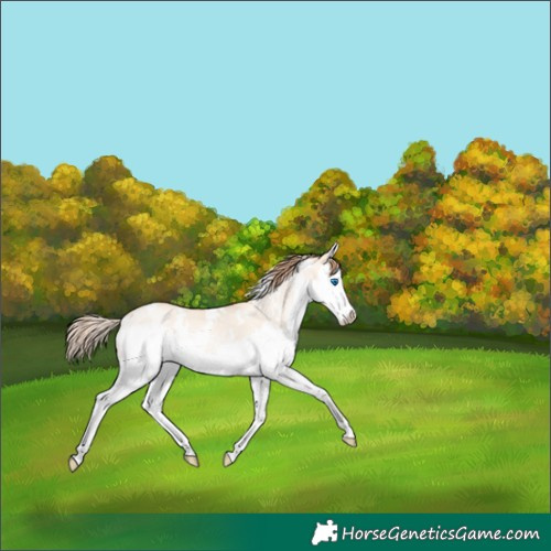 Horse Color:White Spotted Classic Champagne Pearl Dun Splash 