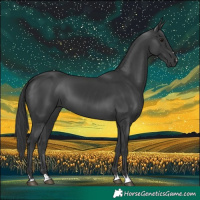 Horse Color:Black 