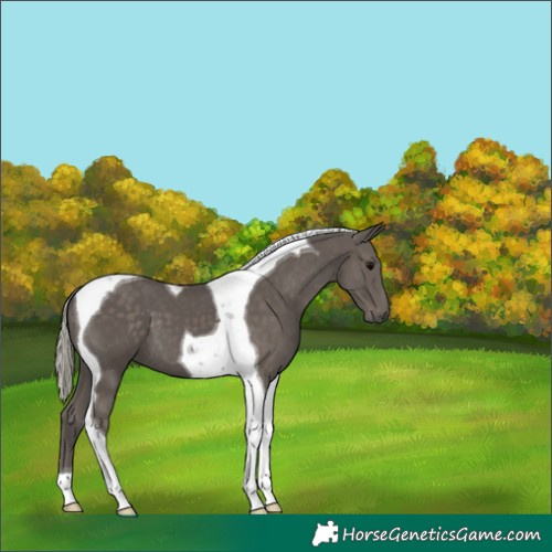 Horse Color:Silver Black Tobiano 