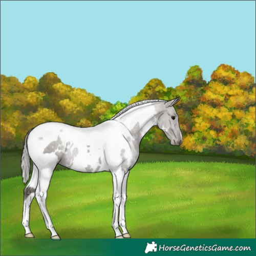 Horse Color:White Spotted Silver Black Tobiano 