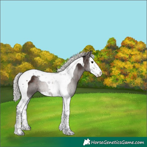Horse Color:Silver Brown Splash Tobiano 