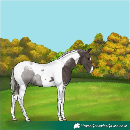 Horse Color:Silver Black Tobiano 