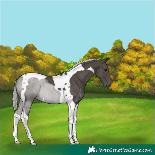 Horse Color:Silver Black Tobiano 