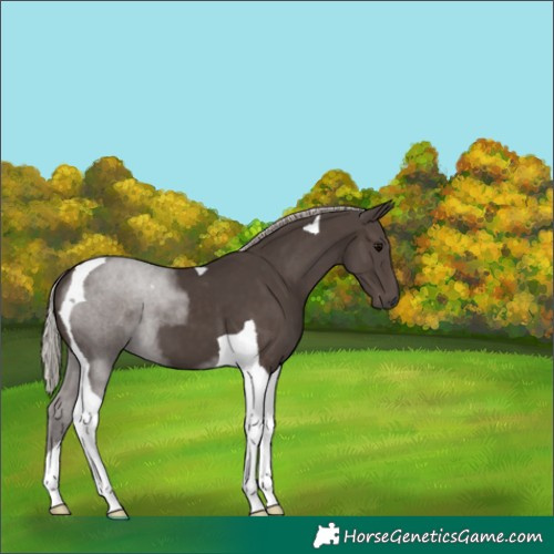 Horse Color:Silver Black Tobiano 