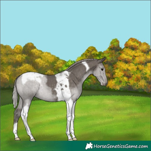 Horse Color:Silver Black Tobiano 