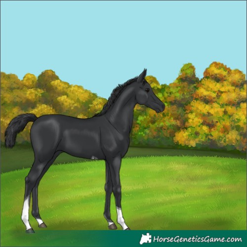 Horse Color:Black Tobiano 