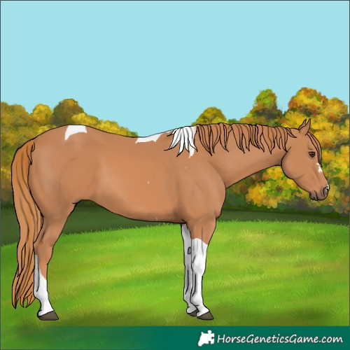 Horse Color:Chestnut Tobiano 