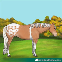 Horse Color:Silver Bay Tobiano Appaloosa