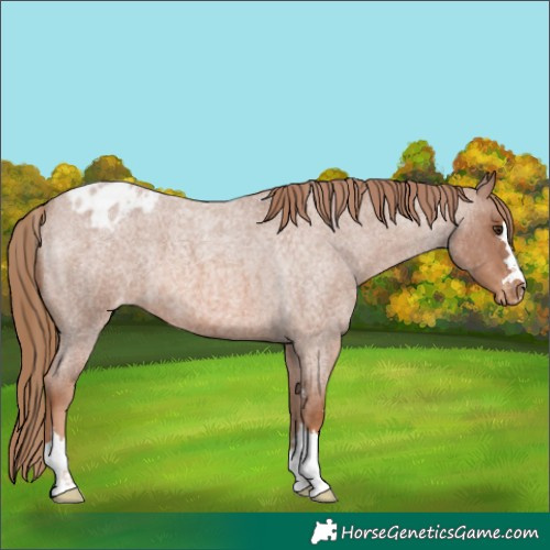 Horse Color:Red Roan Appaloosa 