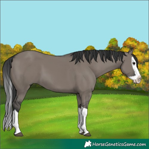 Horse Color:Grullo Splash 