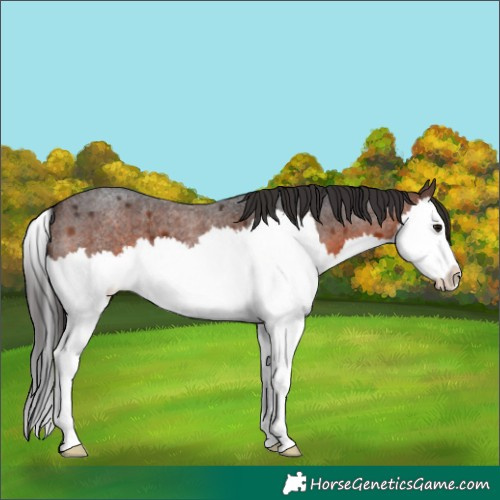 Horse Color:Brown Roan Splash 
