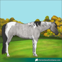 Horse Color:Grullo Roan Tobiano