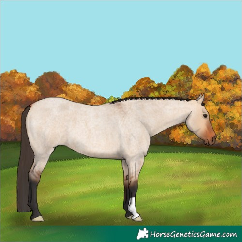 Horse Color:Bay Roan Dun 