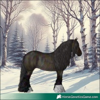 Horse Color:Midnight Brown Dun Rabicano 