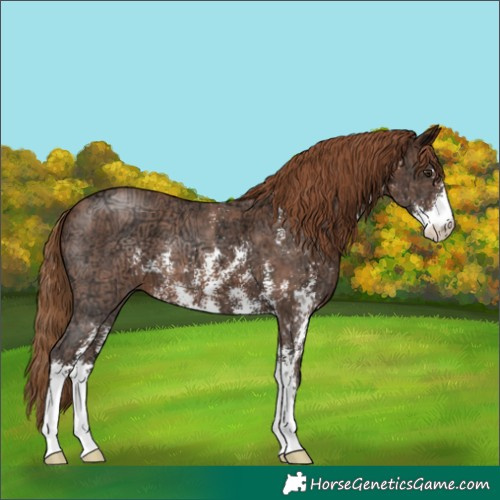 Horse Color:Chestnut Ice Sabino 