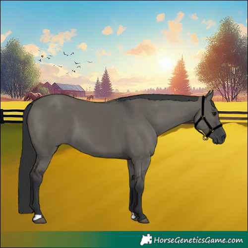Horse Color:Grullo