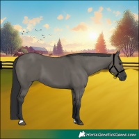 Horse Color:Grullo 