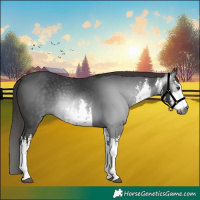 Horse Color:Gray White Spotted Liver Chestnut 