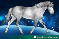 Horse Color:Gray White Spotted Bay