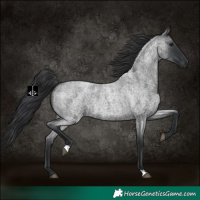 Horse Color:Blue Roan 