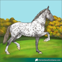 Horse Color:Smoky Grullo Appaloosa