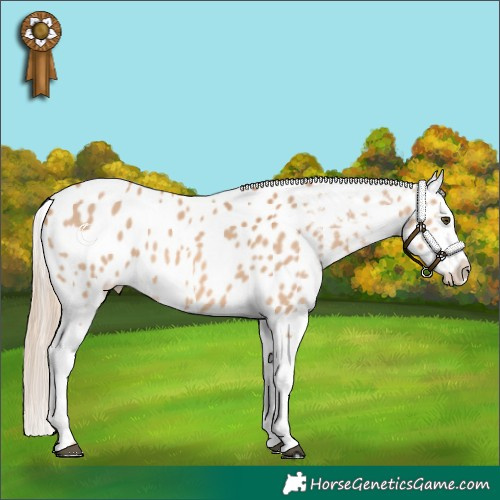 Horse Color:Red Dun Appaloosa 