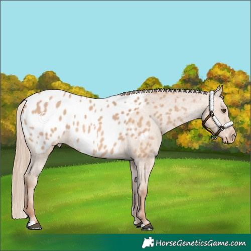 Horse Color:Red Dun Appaloosa 