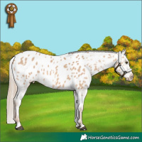 Horse Color:Red Dun Appaloosa 