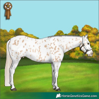 Horse Color:Red Dun Appaloosa