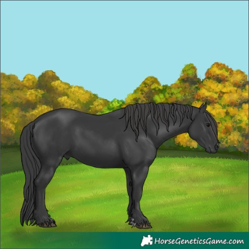 Horse Color:Black 