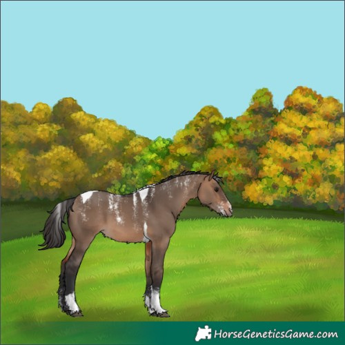 Horse Color:Powder White Brown Dun Tobiano 