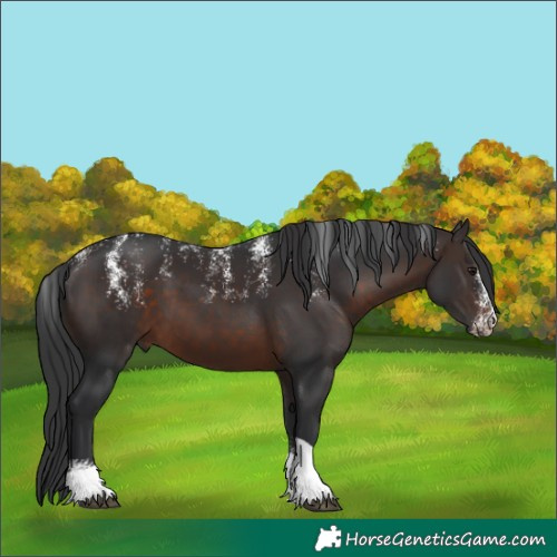 Horse Color:Powder White Brown Tobiano 