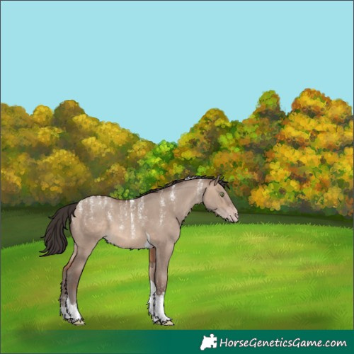 Horse Color:Unknown 