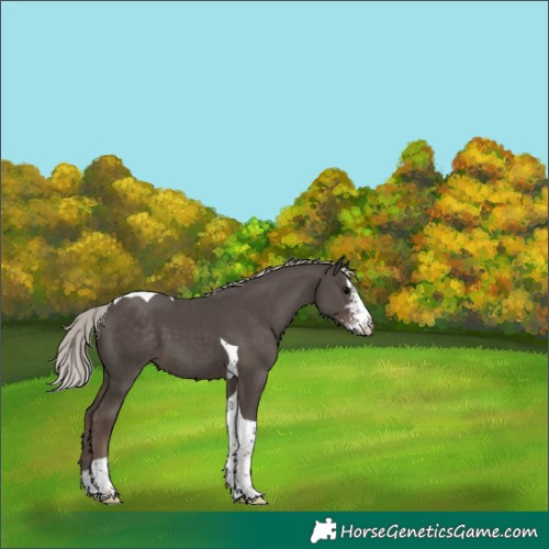 Horse Color:Silver Black Sabino Tobiano 