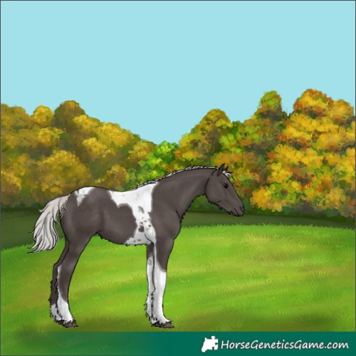 Horse Color:Silver Black Tobiano 