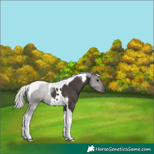 Horse Color:Silver Black Tobiano 