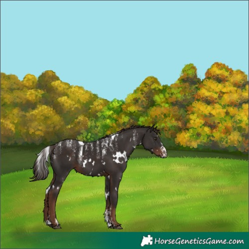 Horse Color:Powder White White Spotted Liver Chestnut 