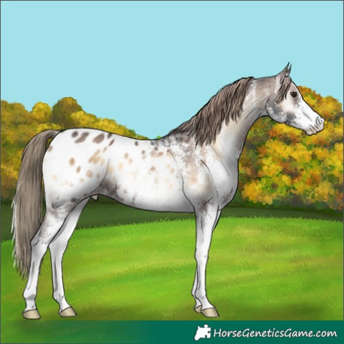 Horse Color:White Spotted Liver Red Onyx Blanket 