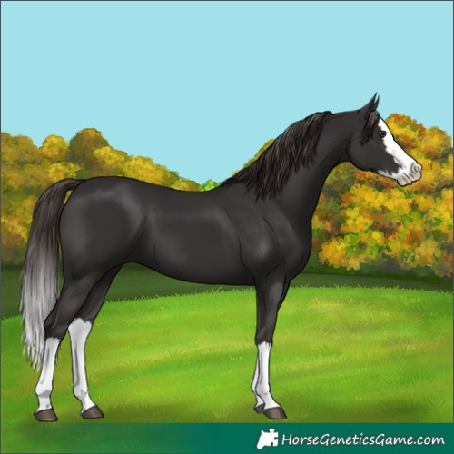 Horse Color:Liver Chestnut Splash 