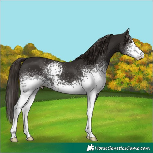 Horse Color:White Spotted Liver Chestnut 