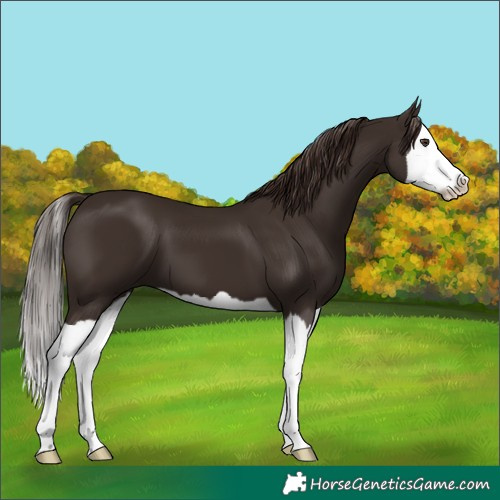 Horse Color:Liver Chestnut Splash 