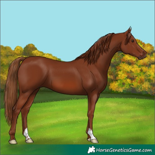 Horse Color:Chestnut 