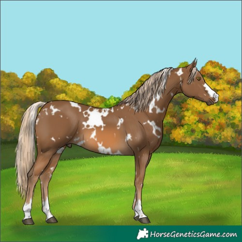 Horse Color:White Spotted Chocolate Palomino 