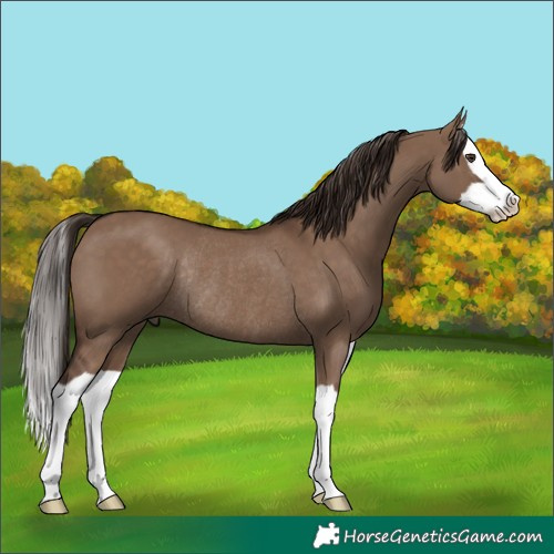 Horse Color:Liver Red Dun Splash Rabicano 