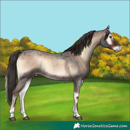 Horse Color:Liver Red Onyx Roan Rabicano 