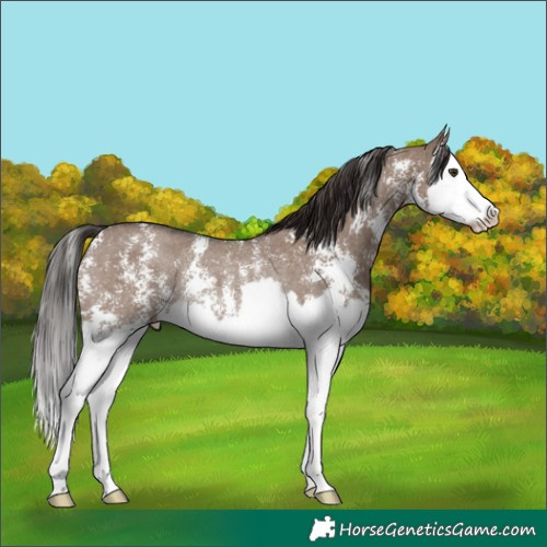 Horse Color:Liver Red Dun Sabino Splash Rabicano 