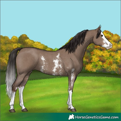 Horse Color:Liver Red Dun Sabino Splash 
