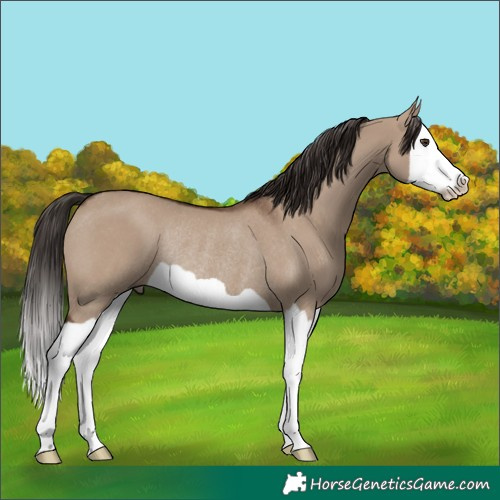 Horse Color:Liver Red Dun Splash Rabicano 