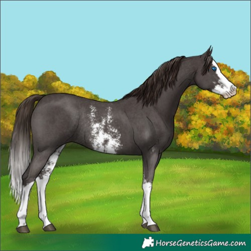 Horse Color:Liver Chestnut Sabino Splash Rabicano 